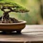selecting ideal bonsai vessels