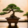 selecting the perfect bonsai