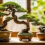 selecting the right bonsai