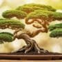 selecting the right tree