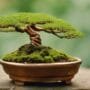 shaping bonsai tree foundations