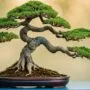 shaping miniature tree beauty