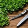 shaping tiny tree canopies