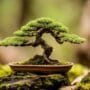 shaping trees with art