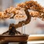 shield bonsai from sun