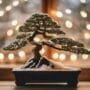 shielding bonsai from frost