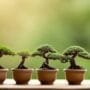 simple bonsai for beginners
