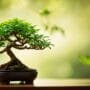smart bonsai tree care