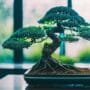 smart watering for bonsai