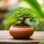 soil for tropical bonsai