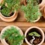 species specific bonsai design