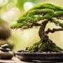 species specific fertilizer for growth