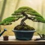 sustainable bonsai tree care