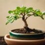 tenderly nurturing young roots