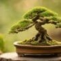 tending unique tree requirements