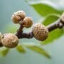 tiny pests harm trees