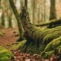 trees growing over rocks