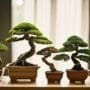 trees thriving in indoors