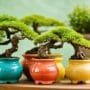 unique containers for bonsai