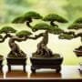 varieties of bonsai styles