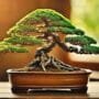varieties of bonsai wiring