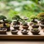 variety of bonsai containers