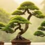 variety of bonsai designs
