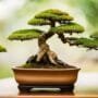 various bonsai styles explained