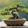 water efficient miniature tree care