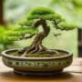 watering bonsai in heat