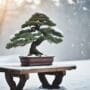 winter care for bonsai