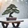 winter care for bonsai