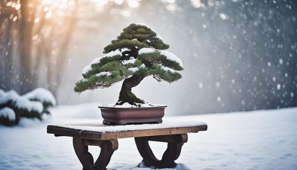 winter care for bonsai