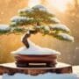 year round bonsai tree care