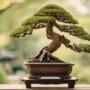 art of miniature tree