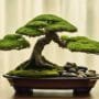 balanced beauty in miniature