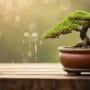 balanced watering for bonsai