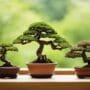 best bonsai for beginners