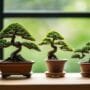 bonsai for busy people