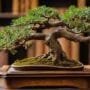 bonsai for health purposes