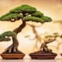 bonsai for local climates