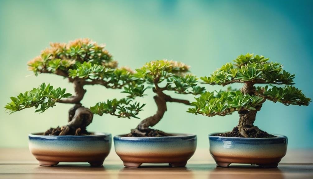 bonsai for low maintenance