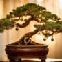bonsai masters of 2022