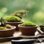 bonsai tools and materials