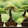 bonsai tree cutting types
