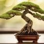 bonsai tree grafting methods