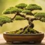 bonsai tree propagation method
