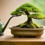 bonsai tree watering essentials