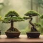 bonsai trees for zones