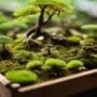 bonsai trees from cuttings